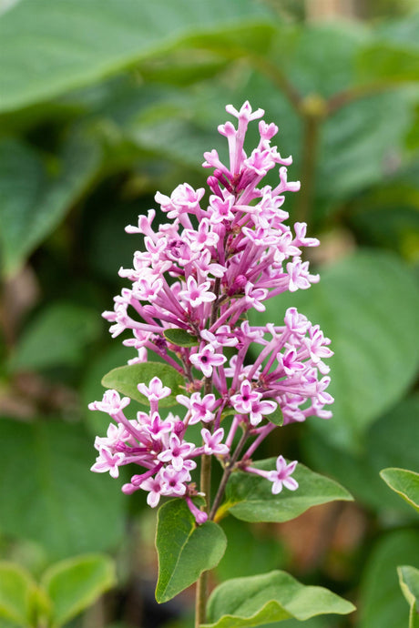 Syringa meyeri 'Josee' mit Blüte, erhältlich von 40-60 bis 80- cm; Einsatz: ;;ab 32,10 Euro