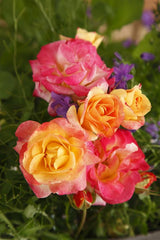 Rosa 'Firebird' BT; hier mit Blüte; winterhart; Einsatzmöglichkeit z.B. : Einzelstellung;;ab 13,10 Euro