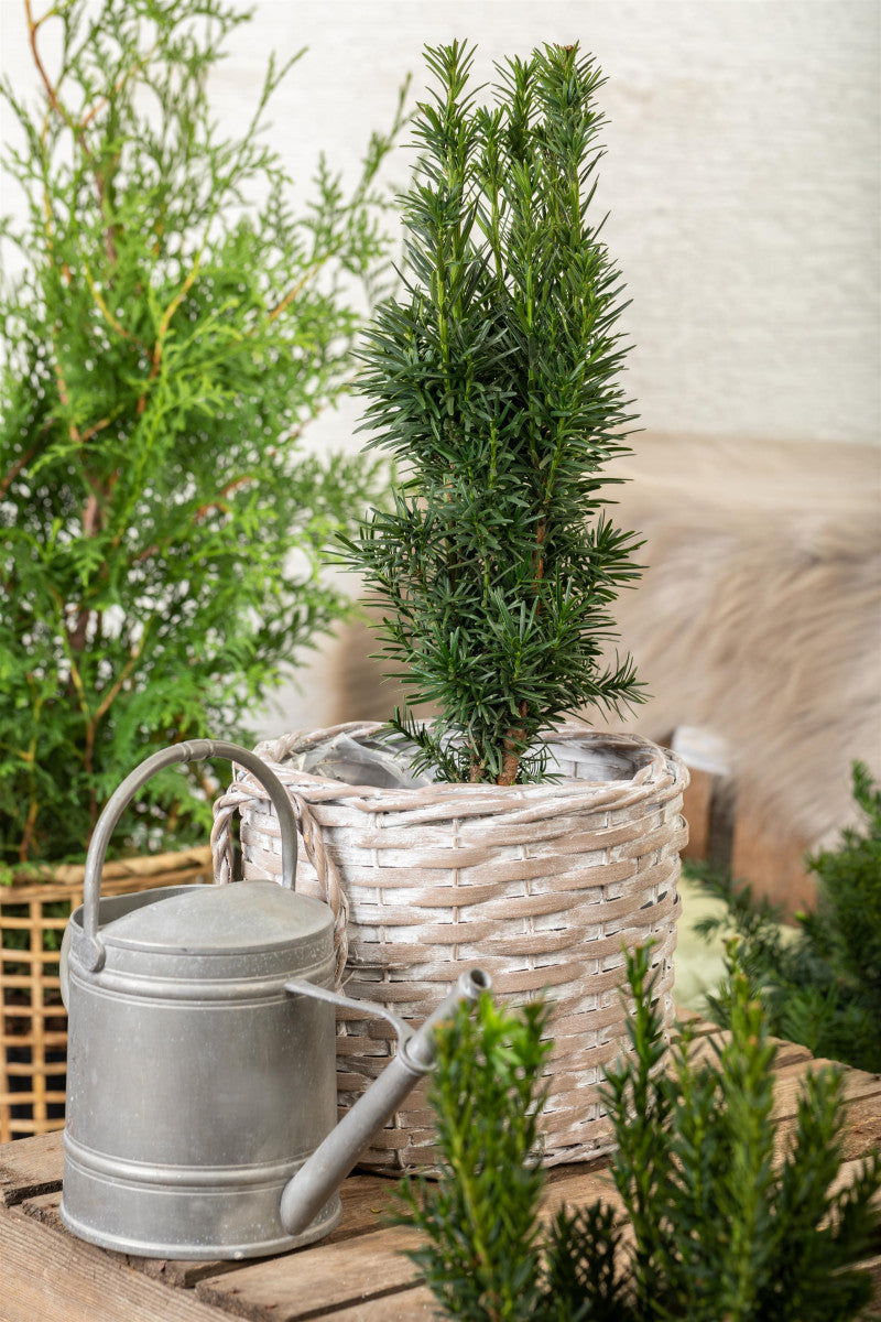 Taxus baccata 'Fastigiata Robusta' , erhältlich von 40-50 bis 140-160 cm;;ab 39,40 Euro