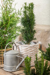 Taxus baccata 'Fastigiata Robusta' , erhältlich von 40-50 bis 140-160 cm;;ab 39,40 Euro