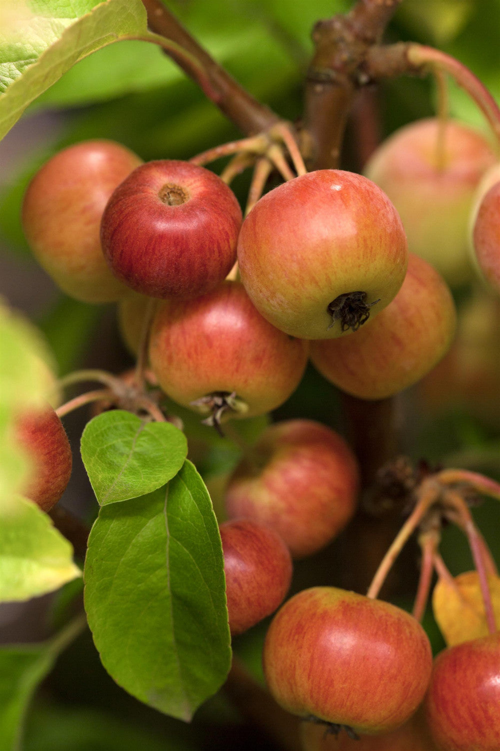 Zierapfel 'Evereste' mit Früchten, verfügbar in 23 Größen und Varianten; Einsatz: auch erhältlich in 'Dach-Variante' (Schirmwuchs)blütenpracht;;hier kaufen
