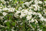 Crataegus laevigata VkG 1 mit Blüte, erhältlich von 50-80 bis 200-250 cm; Einsatz: ;;ab 2,56 Euro