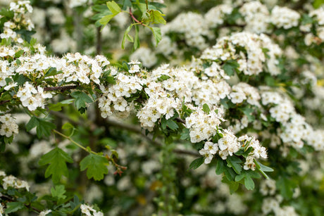 Crataegus laevigata VkG 1 mit Blüte, erhältlich von 50-80 bis 200-250 cm; Einsatz: ;;ab 2,56 Euro