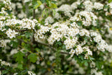 Crataegus laevigata VkG 5 mit Blüte, erhältlich von 50-80 bis 200-250 cm; Einsatz: , ;;ab 2,25 Euro