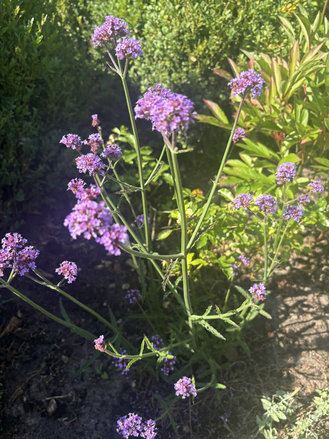 Verbena bonariensis als Pflanze im Beet; Einsatz: ;;ab 4,10 Euro