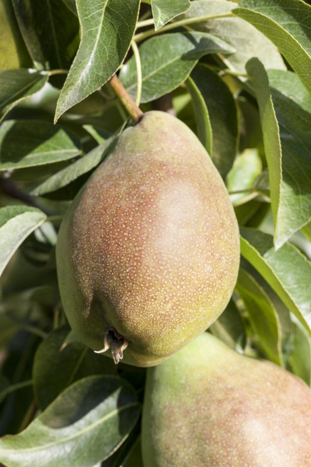 Pyrus com. 'Köstliche von Charneu' mit Früchten, erhältlich von 150-200 bis 450-650 cm; Einsatz: ;;ab 38,50 Euro
