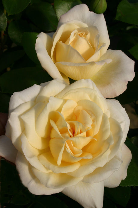 Rosa 'La Perla' TH mit Blüte; Einsatz: ;;ab 9,50 Euro