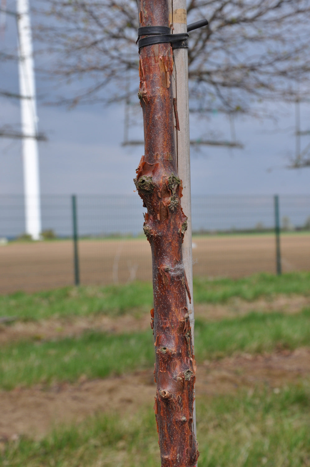Acer griseum (Zimt-Ahorn)