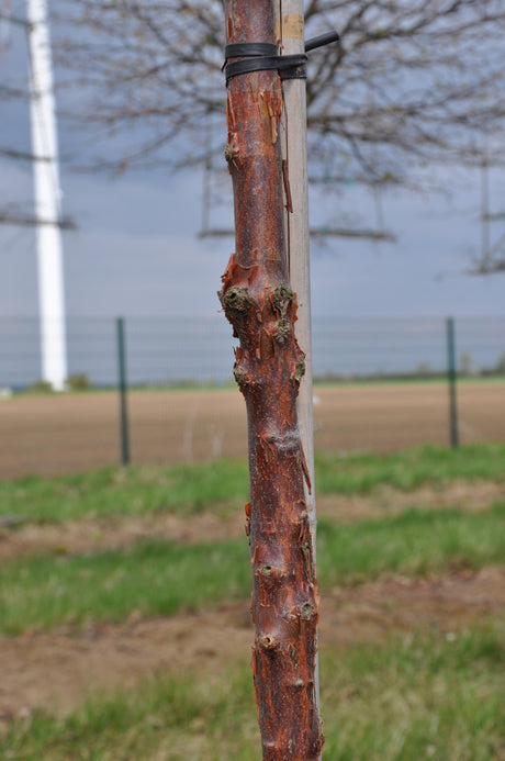 Acer griseum Rinde, erhältlich von 40-60 bis 175-200 cm; Einsatz: ;;ab 63,00 Euro