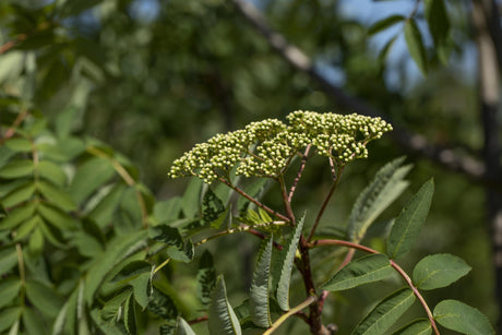 Sorbus decora mit Blüte, erhältlich von 270-330 bis 450-650 cm; Einsatz: ;;ab 311,00 Euro