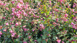 Symphoricarpos doorenbosii 'Kordes' mit Früchten, erhältlich als: ; Einsatz: Solitärpflanze, pflegeleicht;;günstig mit Qualität