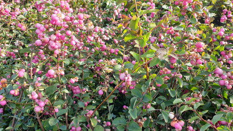 Symphoricarpos doorenbosii 'Kordes' mit Früchten, erhältlich als: ; Einsatz: Solitärpflanze, pflegeleicht;;günstig mit Qualität