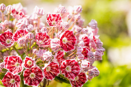 Kalmia latifolia 'Minuet' mit Blüte, erhältlich von 25-30 bis 30-40 cm; Einsatz: , ;;ab 24,65 Euro