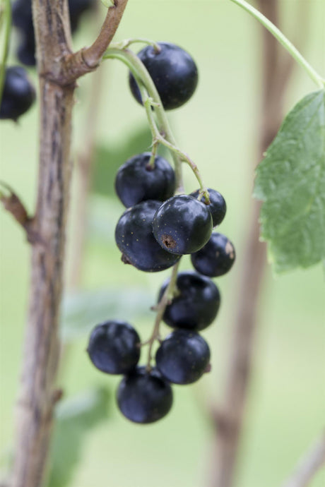 Ribes nigrum 'Dr. Bauers Ometa' mit Früchten, erhältlich von 3- bis 80-90 cm; Einsatz: ;;ab 17,80 Euro