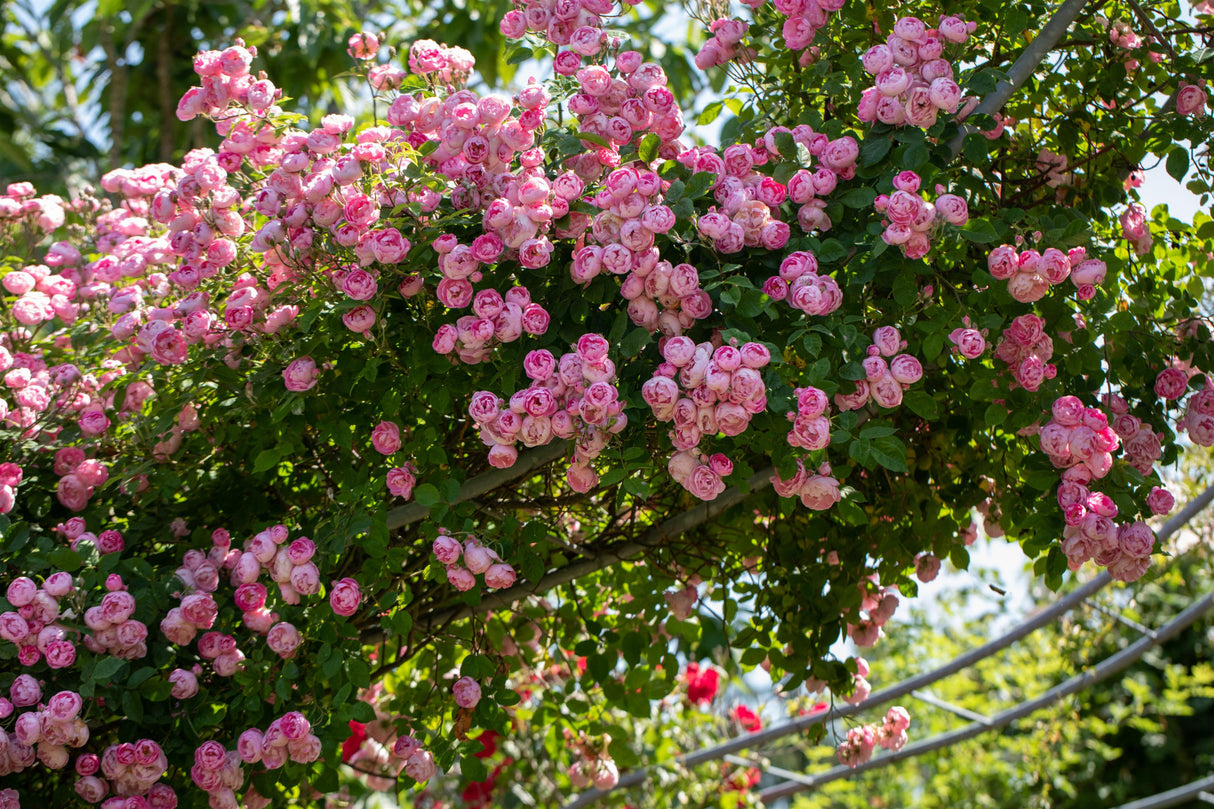 Rosa 'Raubritter' KL mit Blüte; Einsatz: ;;ab 9,50 Euro