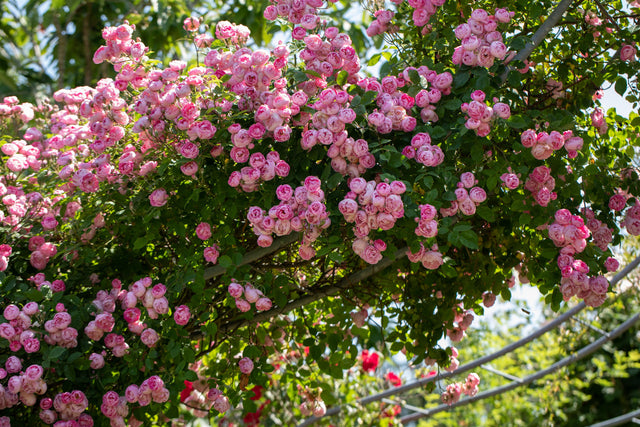 Rosa 'Raubritter' KL mit Blüte; Einsatz: ;;ab 9,50 Euro