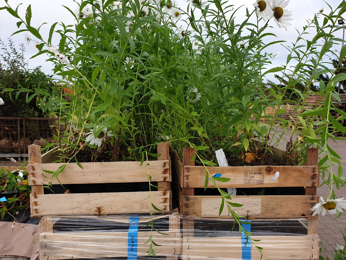 Späte Margerite; vorbereitet für Versand; anspruchslos; Einsatzmöglichkeit z.B. : Bauerngärten;;günstig mit Qualität