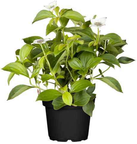 Cornus canadensis; hier im Topf; bodendeckend; Einsatzmöglichkeit z.B. : Gehölzrand;;mit zeitnaher Lieferung