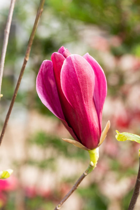 Magnolia liliiflora 'Nigra' mit Blüte, erhältlich von 40-60 bis 175-200 cm; Einsatz: ;;ab 42,80 Euro