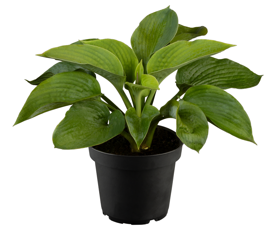 Hosta sieboldiana 'Elegans' (Große Blaublatt-Garten-Funkie)