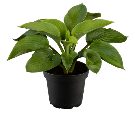 Hosta sieboldiana 'Elegans' im Topf; Einsatz: ;;ab 6,10 Euro