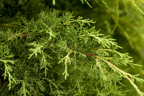 Juniperus media 'Pfitzeriana' , erhältlich von 20-30 bis 40-60 cm;;ab 17,40 Euro