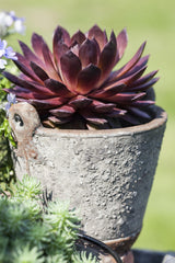 Sempervivum x cult. 'Lipari'; winterhart;;ab 0,00 Euro
