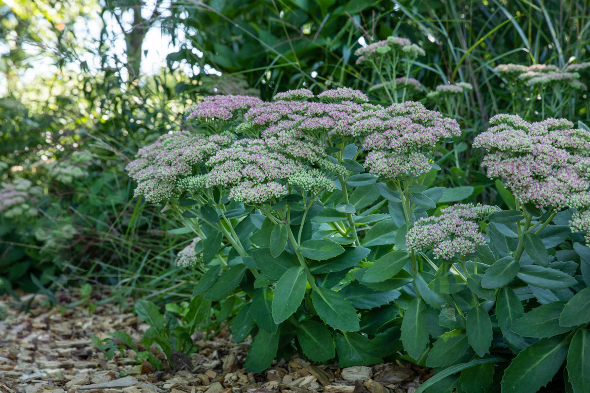 Sedum telephium i. S. als Pflanze im Beet; Einsatz: ;;ab 5,30 Euro