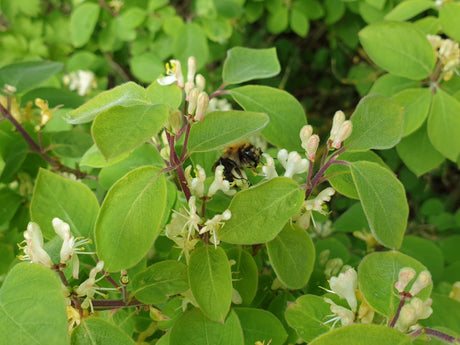 Gemeine Heckenkirsche mit Blüte, verfügbar in 11 Größen und Varianten; Einsatz: Vogelschutzrobust;;hier kaufen