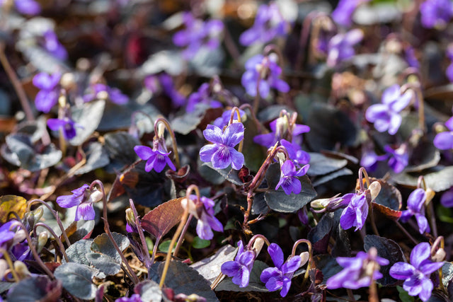 Viola labradorica mit Blüte; Einsatz: ;;ab 3,70 Euro