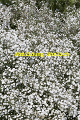 Genaues Foto für Gypsophila repens 'Filou White' folgt; dieses ähnliche Bild dient der Illustration von Kriechendes Schleierkraut