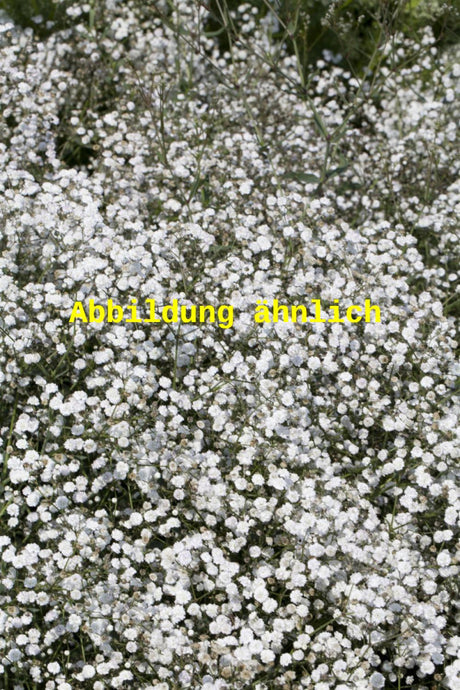 Genaues Foto für Gypsophila repens 'Filou White' folgt; dieses ähnliche Bild dienst der Illustration von Kriechendes Schleierkraut