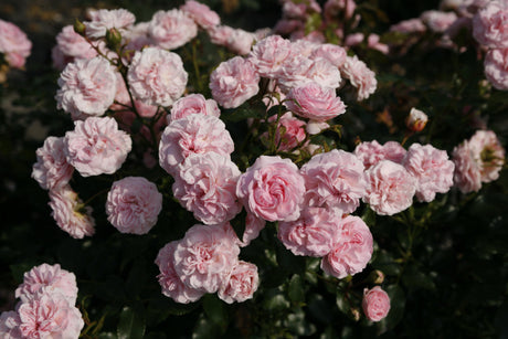 Rosa 'Larissa' BDR mit Blüte; Einsatz: ;;ab 8,10 Euro