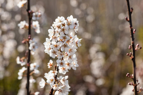 Prunus 'Trailblazer' mit Blüte, erhältlich von 60-100 bis 200-250 cm; Einsatz: ;;ab 15,70 Euro