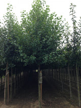 Alnus glutinosa HkG 80201 , erhältlich von 30-50 bis 80-120 cm;;ab 0,90 Euro