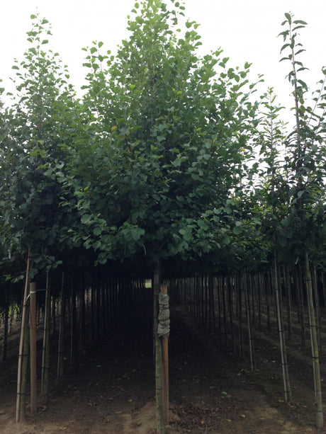 Schwarz-Erle; schnellwüchsig; erhältlich mit Stammumfang von ab 5 bis 20-25 cm;;günstig mit Qualität