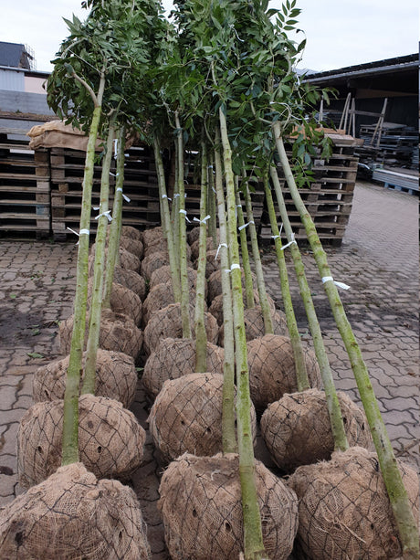 Hohe Esche; vorbereitet für Versand; schattentolerant; Einsatzmöglichkeit z.B. : Bienenweide;;Pflanzen vom Profi