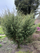 Juniperus com. 'Meyer'; als Pflanze im Beet; sehr frosthart; Einsatzmöglichkeit z.B. : Heckenpflanze; verfügbar in 14 Größen und Varianten;;ab 26,90 Euro