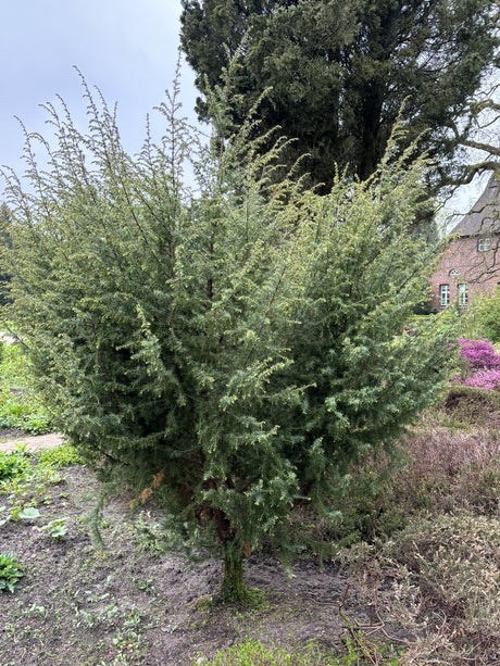 Juniperus com. 'Meyer' als Pflanze im Beet, erhältlich von 30-40 bis 200-225 cm; Einsatz: ;;ab 19,40 Euro