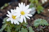 Garten-Strahlen-Windröschen mit Blüte; Einsatz: Steingärtenfrühblüher;;hier kaufen