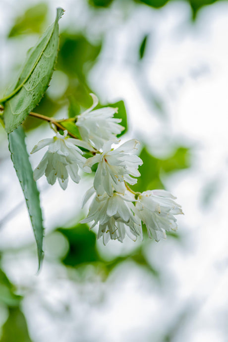 Deutzia scabra 'Pride of Rochester' mit Blüte, erhältlich von 40-60 bis 80-100 cm; Einsatz: ;;ab 5,75 Euro