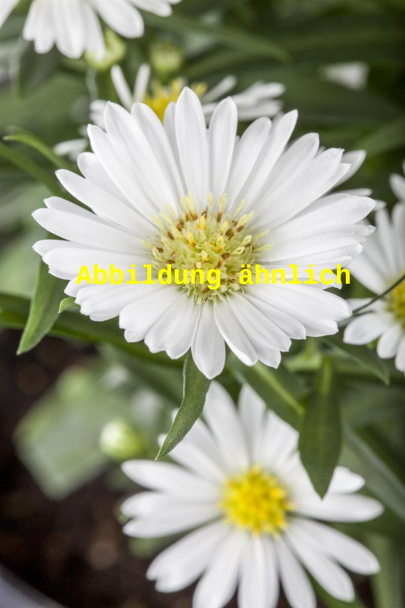 Aster dumosus 'Niobe' (Garten-Kissen-Aster)