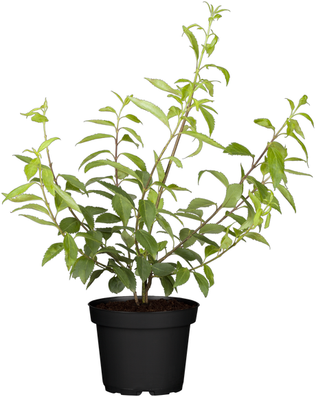 Forsythia x intermedia 'Goldrausch'; hier im Topf; anspruchslos; Einsatzmöglichkeit z.B. : solitärpflanze;;günstig mit Qualität