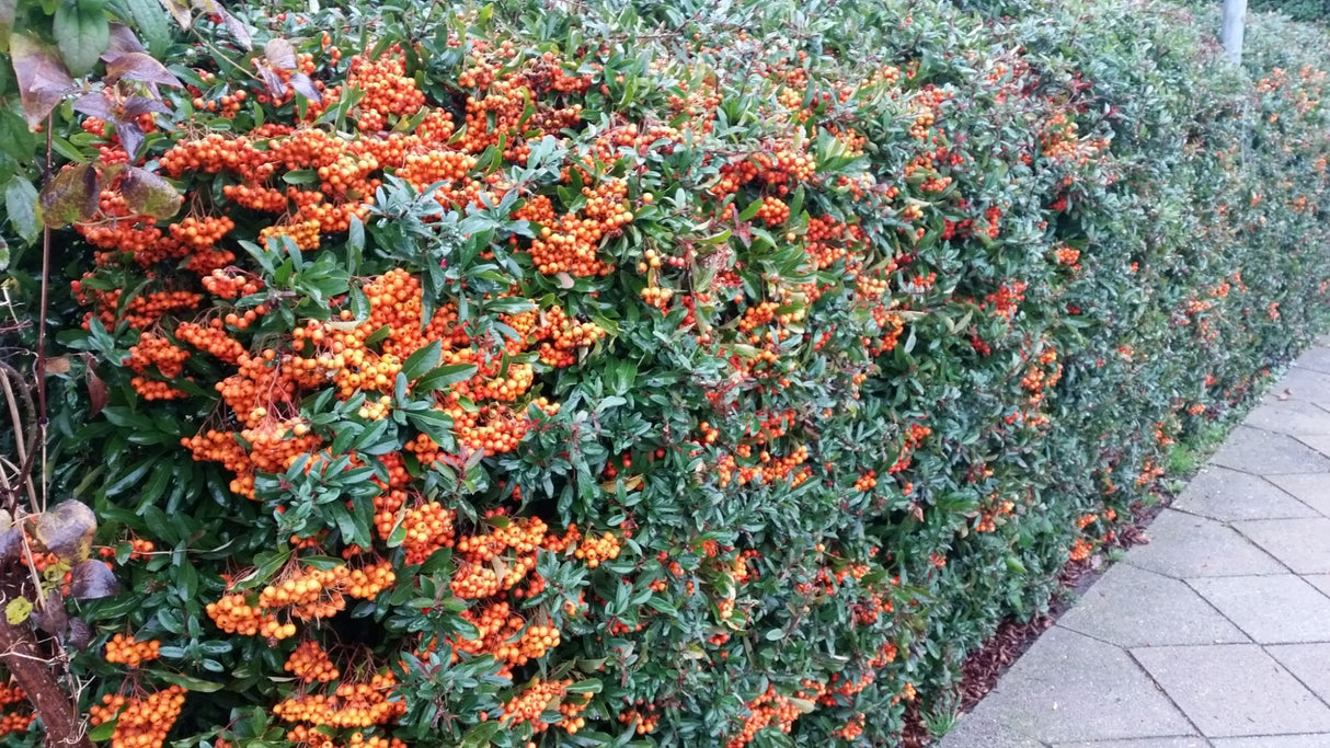 Pyracantha 'Orange Glow' als Hecke;;ab 16,90 Euro