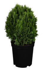 Chamaecyparis pisifera 'Minima Glauca' im Topf, erhältlich als: ; Einsatz: Solitärpflegeleicht;;günstig mit Qualität