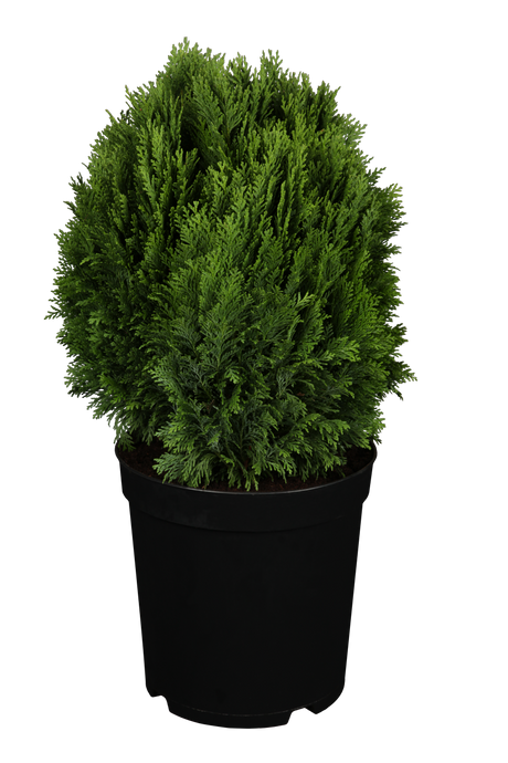 Chamaecyparis pisifera 'Minima Glauca' im Topf, erhältlich als: ; Einsatz: Solitärpflegeleicht;;günstig mit Qualität