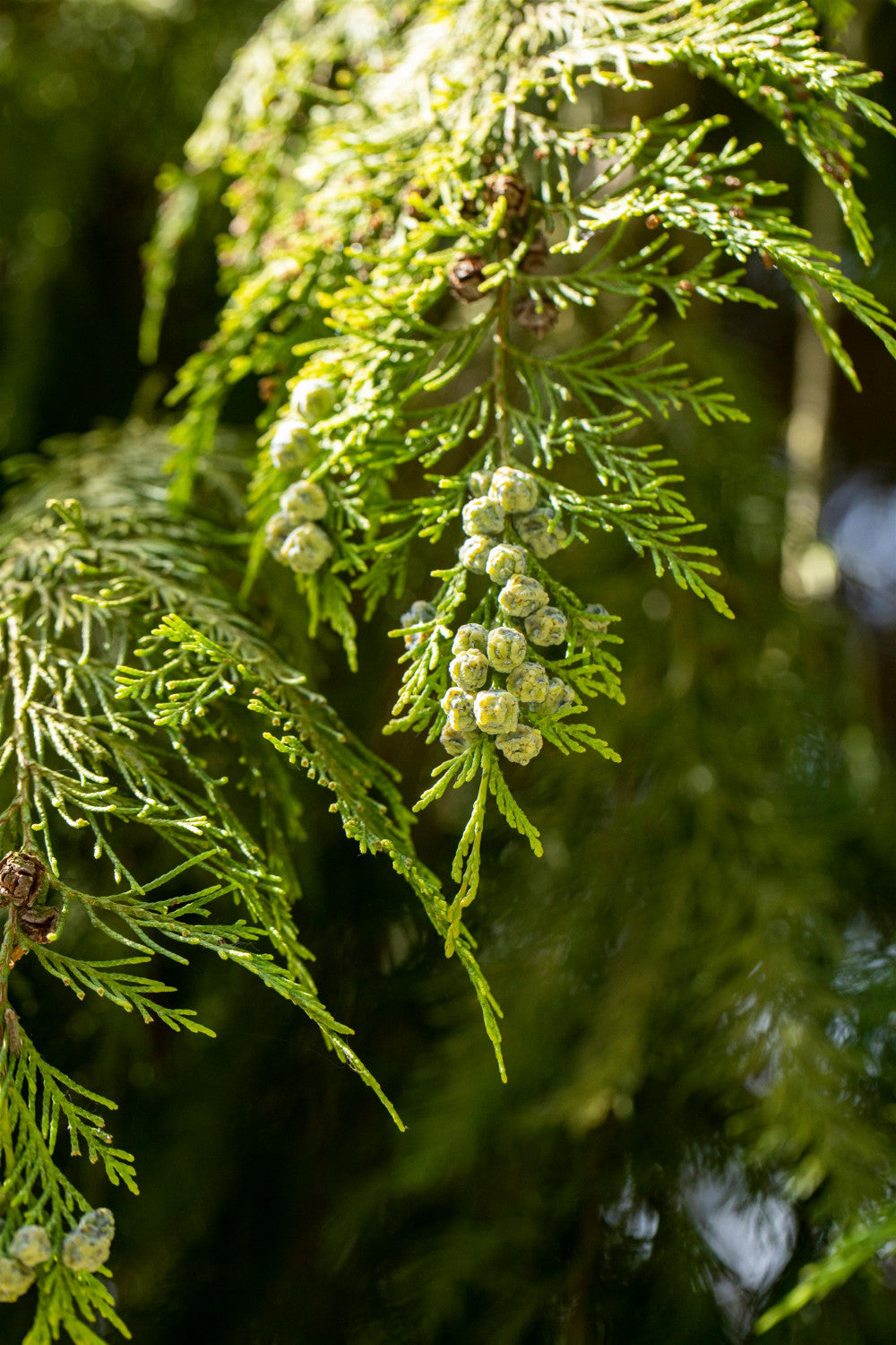 Thuja occidentalis mit Belaubung, erhältlich von 25-50 bis 250-275 cm; Einsatz: ;;ab 1,01 Euro