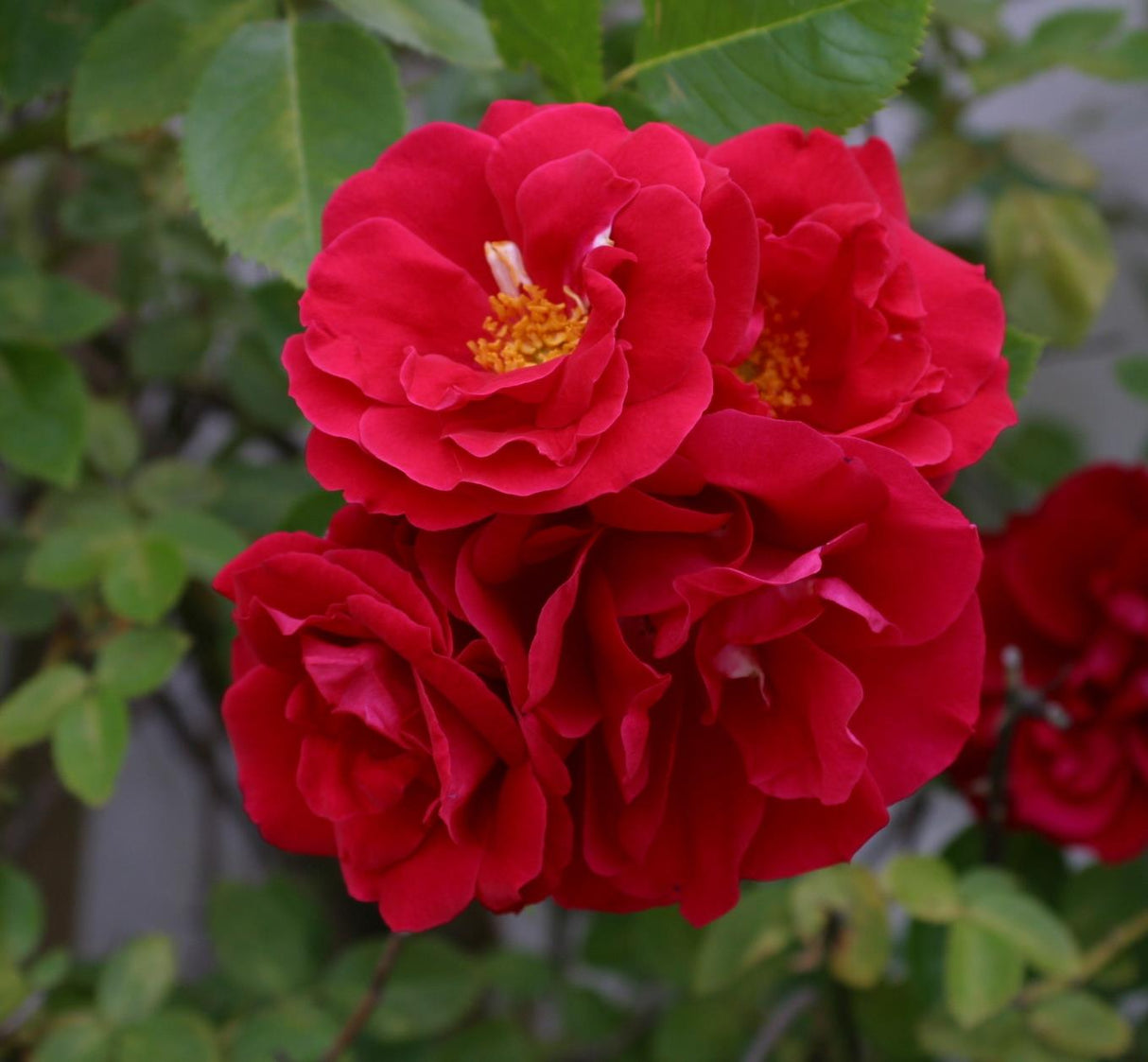 Rosa 'Flammentanz' KL mit Blüte; Einsatz: ;;ab 11,80 Euro