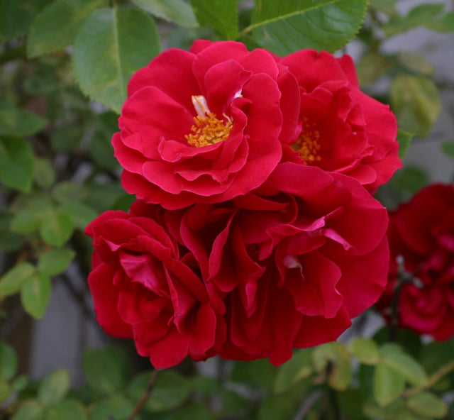 Rosa 'Flammentanz' KL mit Blüte; Einsatz: ;;ab 11,80 Euro