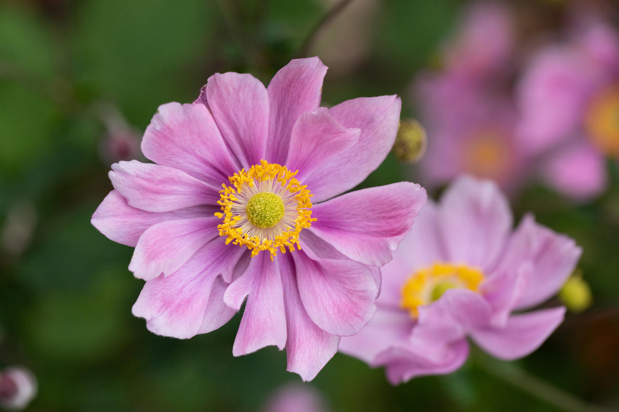 Anemone hupehensis 'Ouvertüre' mit Blüte; Einsatz: ;;ab 4,75 Euro